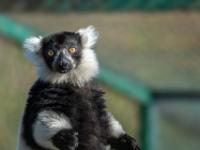Schwarzweißer Vari Lemur